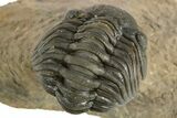 Curled Phacopid (Morocops) Trilobite - Foum Zguid, Morocco #323591-4